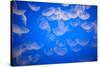 Moon Jellyfish-Richard T. Nowitz-Stretched Canvas