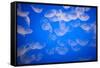 Moon Jellyfish-Richard T. Nowitz-Framed Stretched Canvas