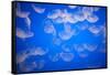 Moon Jellyfish-Richard T. Nowitz-Framed Stretched Canvas