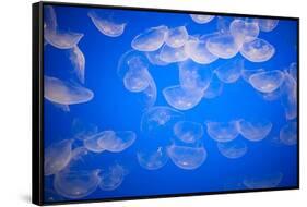 Moon Jellyfish-Richard T. Nowitz-Framed Stretched Canvas