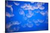 Moon Jellyfish-Richard T. Nowitz-Stretched Canvas