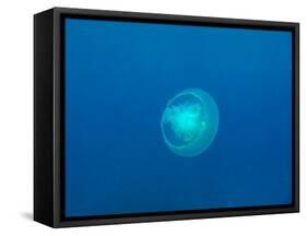 Moon Jellyfish-tonguy324-Framed Stretched Canvas