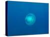 Moon Jellyfish-tonguy324-Stretched Canvas