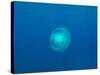 Moon Jellyfish-tonguy324-Stretched Canvas