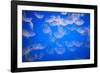 Moon Jellyfish-Richard T. Nowitz-Framed Photographic Print