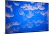 Moon Jellyfish-Richard T. Nowitz-Mounted Photographic Print