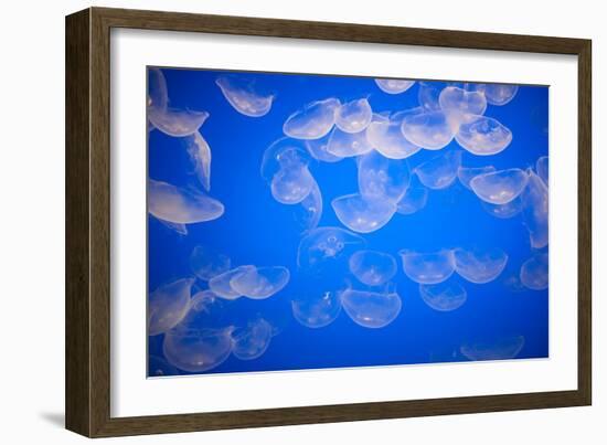 Moon Jellyfish-Richard T. Nowitz-Framed Photographic Print