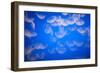 Moon Jellyfish-Richard T. Nowitz-Framed Photographic Print
