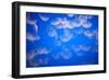 Moon Jellyfish-Richard T. Nowitz-Framed Photographic Print