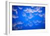 Moon Jellyfish-Richard T. Nowitz-Framed Photographic Print