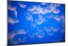 Moon Jellyfish-Richard T. Nowitz-Mounted Photographic Print