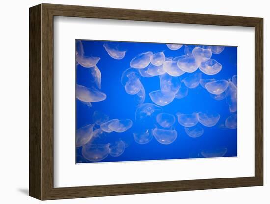 Moon Jellyfish-Richard T. Nowitz-Framed Photographic Print