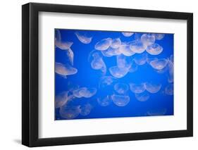 Moon Jellyfish-Richard T. Nowitz-Framed Photographic Print