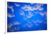 Moon Jellyfish-Richard T. Nowitz-Framed Photographic Print