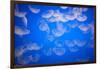 Moon Jellyfish-Richard T. Nowitz-Framed Photographic Print