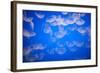 Moon Jellyfish-Richard T. Nowitz-Framed Photographic Print