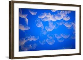 Moon Jellyfish-Richard T. Nowitz-Framed Photographic Print