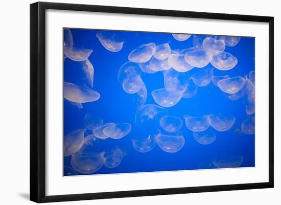 Moon Jellyfish-Richard T. Nowitz-Framed Photographic Print