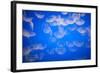 Moon Jellyfish-Richard T. Nowitz-Framed Photographic Print