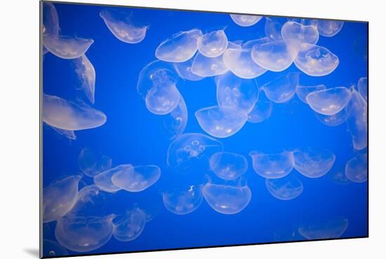 Moon Jellyfish-Richard T. Nowitz-Mounted Photographic Print