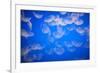 Moon Jellyfish-Richard T. Nowitz-Framed Photographic Print