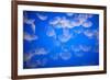 Moon Jellyfish-Richard T. Nowitz-Framed Photographic Print