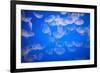 Moon Jellyfish-Richard T. Nowitz-Framed Photographic Print