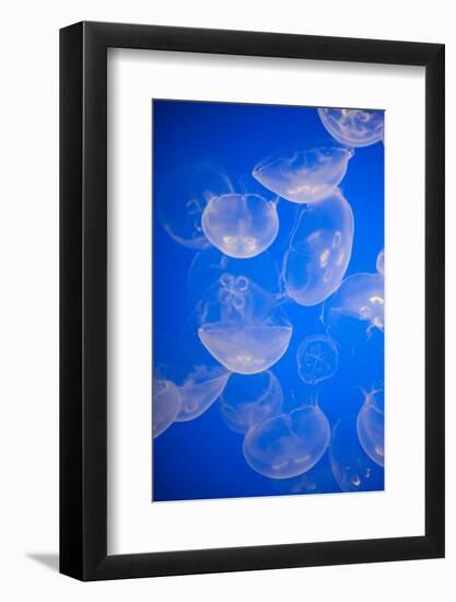 Moon Jellyfish-Richard T. Nowitz-Framed Photographic Print