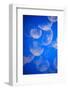 Moon Jellyfish-Richard T. Nowitz-Framed Photographic Print