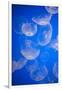 Moon Jellyfish-Richard T. Nowitz-Framed Photographic Print