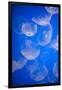 Moon Jellyfish-Richard T. Nowitz-Framed Photographic Print