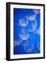 Moon Jellyfish-Richard T. Nowitz-Framed Photographic Print