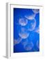 Moon Jellyfish-Richard T. Nowitz-Framed Photographic Print