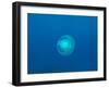 Moon Jellyfish-tonguy324-Framed Photographic Print