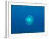 Moon Jellyfish-tonguy324-Framed Photographic Print