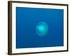 Moon Jellyfish-tonguy324-Framed Photographic Print