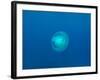 Moon Jellyfish-tonguy324-Framed Photographic Print