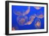 Moon Jellyfish-null-Framed Photographic Print