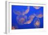 Moon Jellyfish-null-Framed Photographic Print