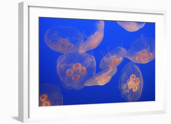 Moon Jellyfish-null-Framed Photographic Print