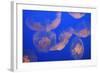 Moon Jellyfish-null-Framed Photographic Print