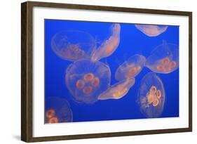 Moon Jellyfish-null-Framed Photographic Print