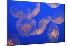 Moon Jellyfish-null-Mounted Photographic Print