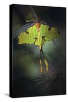 Moon Moth-Jimmy Hoffman-Stretched Canvas