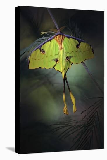 Moon Moth-Jimmy Hoffman-Stretched Canvas