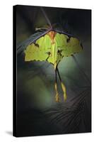 Moon Moth-Jimmy Hoffman-Stretched Canvas