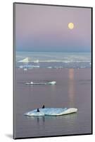 Moon over Antarctic Fur Seal on floating ice in South Atlantic Ocean, Antarctica-Keren Su-Mounted Photographic Print