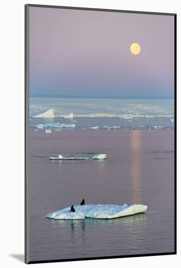 Moon over Antarctic Fur Seal on floating ice in South Atlantic Ocean, Antarctica-Keren Su-Mounted Photographic Print