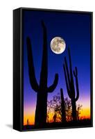 Moon over Saguaro Cactus (Carnegiea Gigantea), Tucson, Pima County, Arizona, USA-null-Framed Stretched Canvas