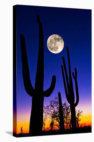 Moon over Saguaro Cactus (Carnegiea Gigantea), Tucson, Pima County, Arizona, USA-null-Stretched Canvas